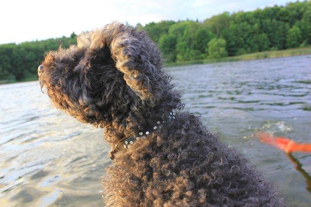 Dværgpuddel Thomsen - Solnedgange er noget af det smukkeste jeg ved! Udover kødben selvfølgelig! billede 2