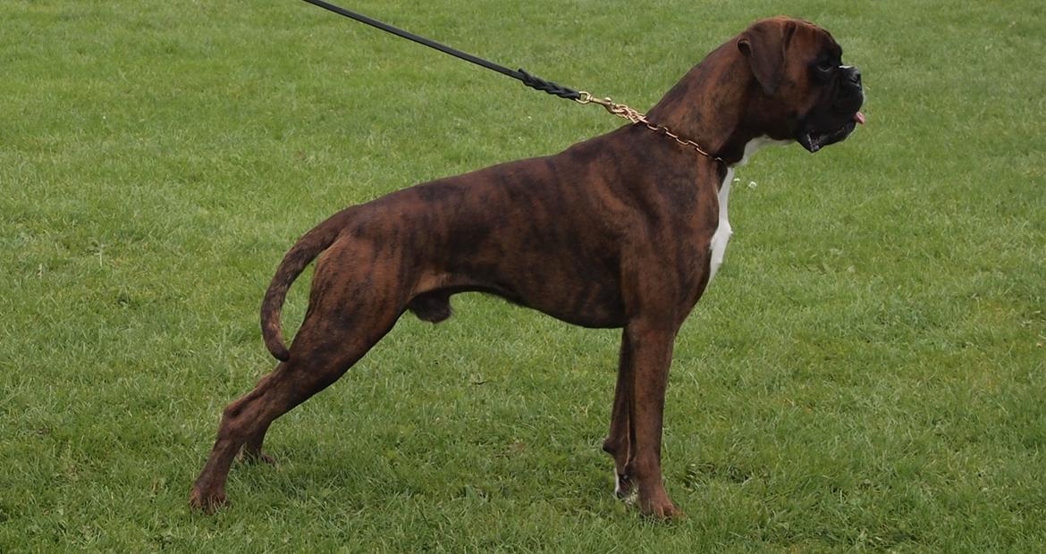 Boxer Hearts of Hope's High Roller (Levi) billede 20