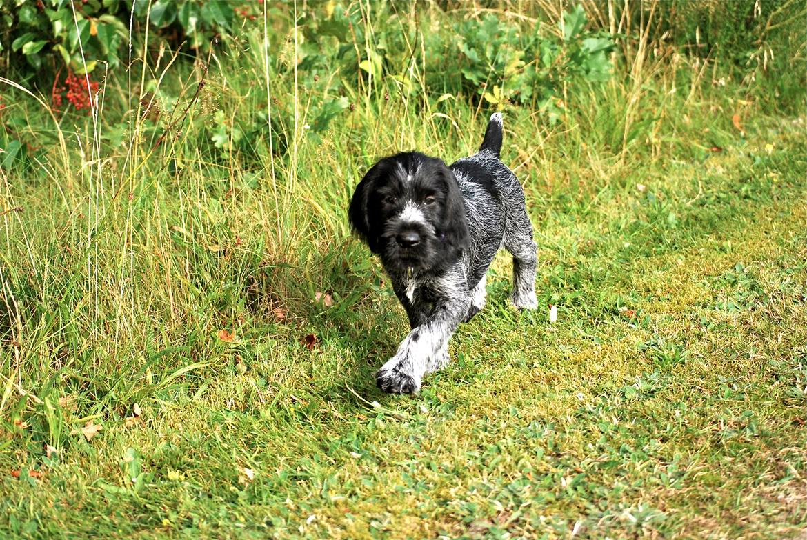 Ruhåret hønsehund Lille Skovbo´s Frandsen (Felix) billede 1