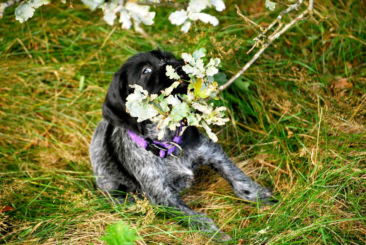 Ruhåret hønsehund Lille Skovbo´s Frandsen (Felix) billede 2