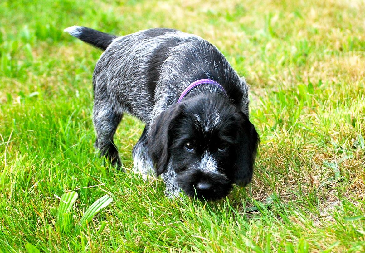 Ruhåret hønsehund Lille Skovbo´s Frandsen (Felix) billede 3