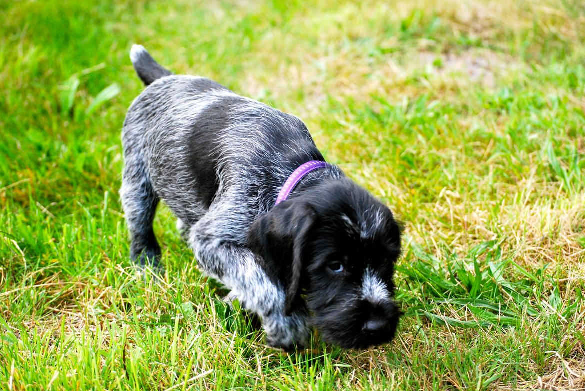 Ruhåret hønsehund Lille Skovbo´s Frandsen (Felix) billede 4