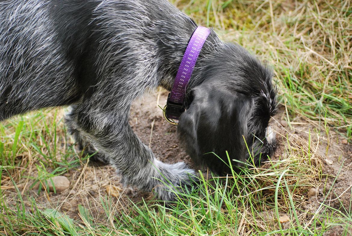 Ruhåret hønsehund Lille Skovbo´s Frandsen (Felix) billede 8