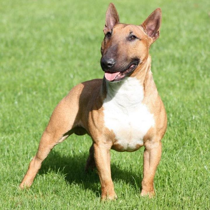 Bullterrier miniature Millenium Angelsk Faith No More aka Morris billede 1