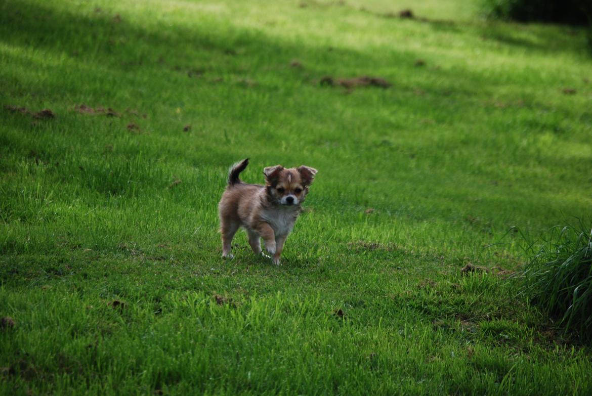 Chihuahua Chloe - Cloe på opdagelse billede 3
