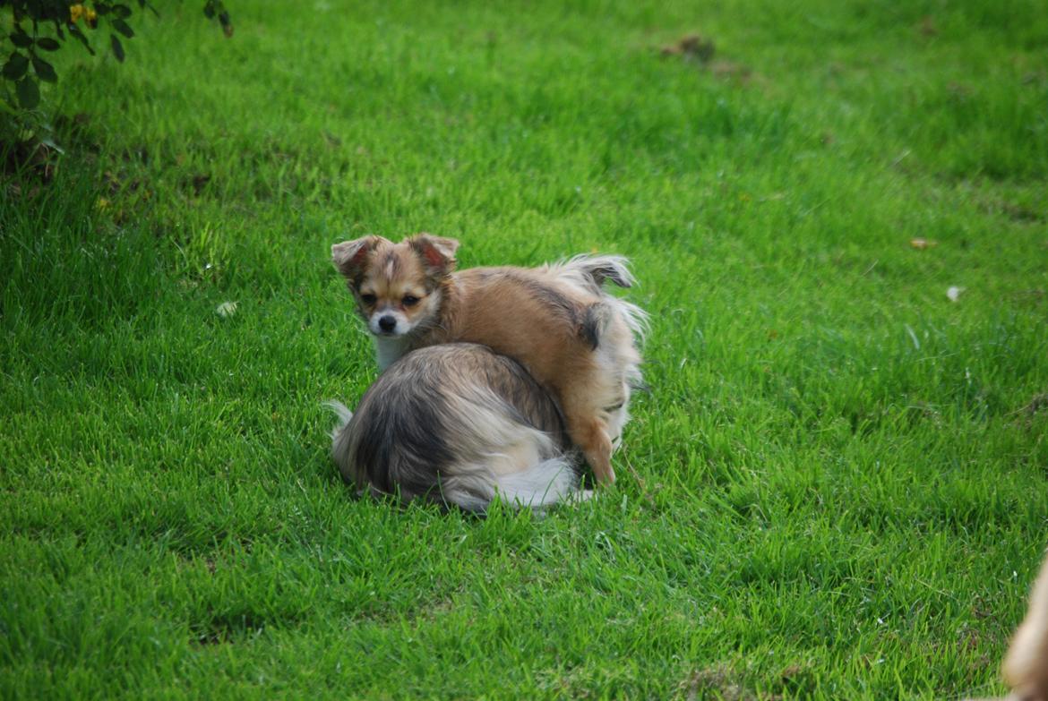 Chihuahua Chloe - Chloe har "nedlagt" en storebror :-D billede 6