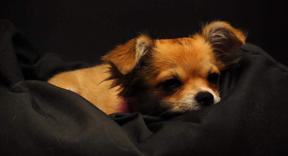 Chihuahua Chloe - Træt lille hund, men ultra smuk ;-) billede 7