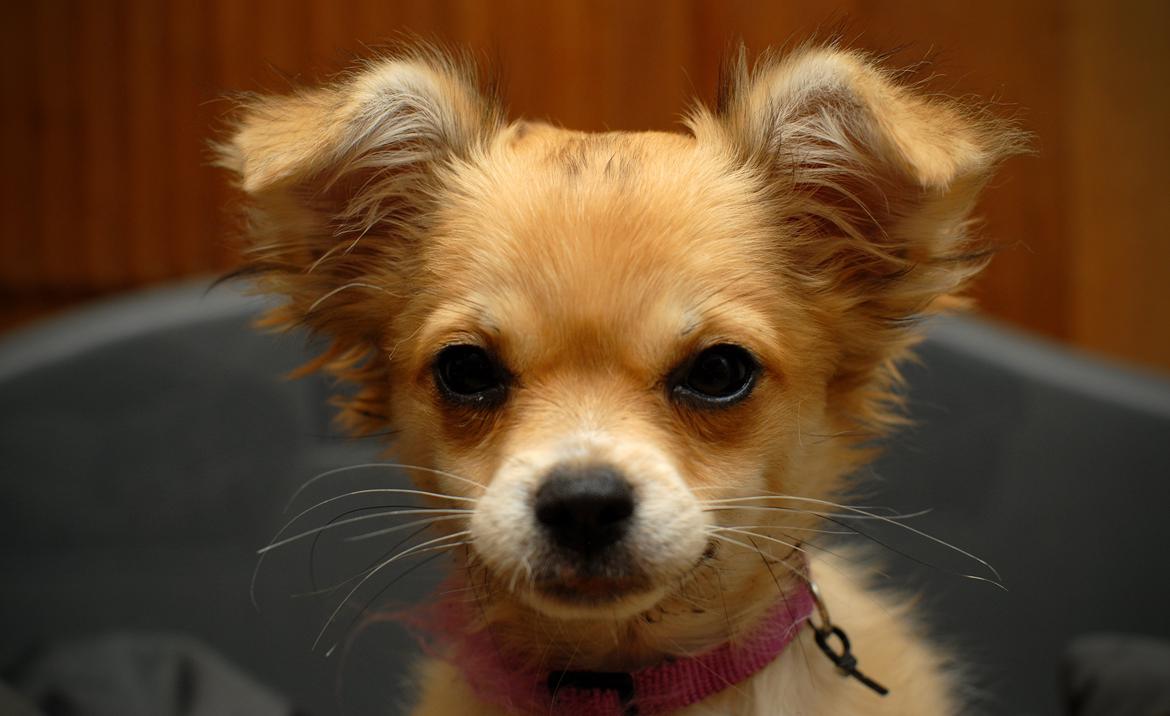 Chihuahua Chloe - Hej og velkommen til min profil :-) Jeg hedder Chloe billede 2