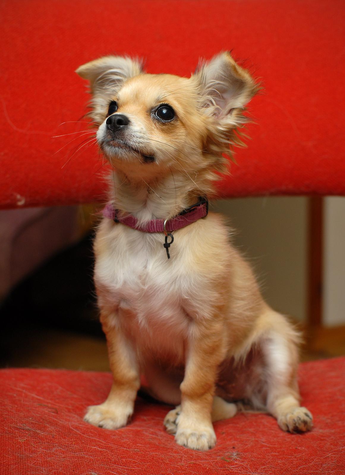 Chihuahua Chloe - Se hvor fint jeg kan sidde :-) billede 8