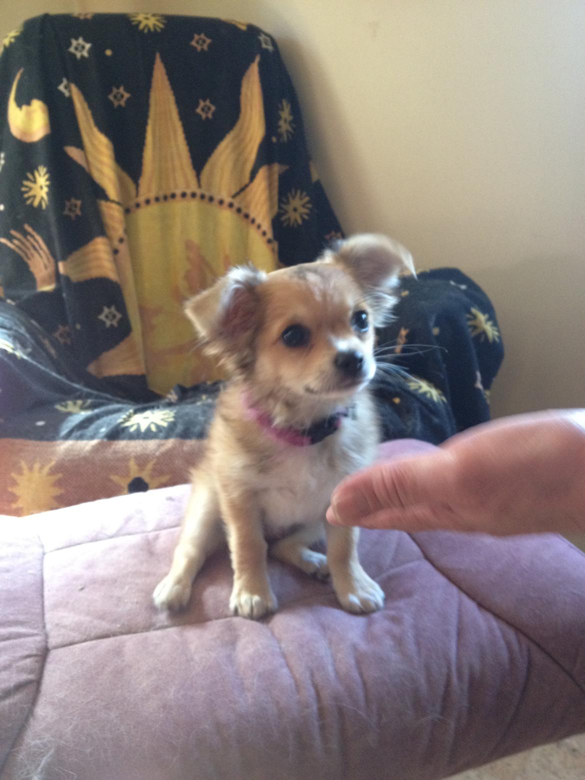 Chihuahua Chloe - Har du noget til mig?? billede 5