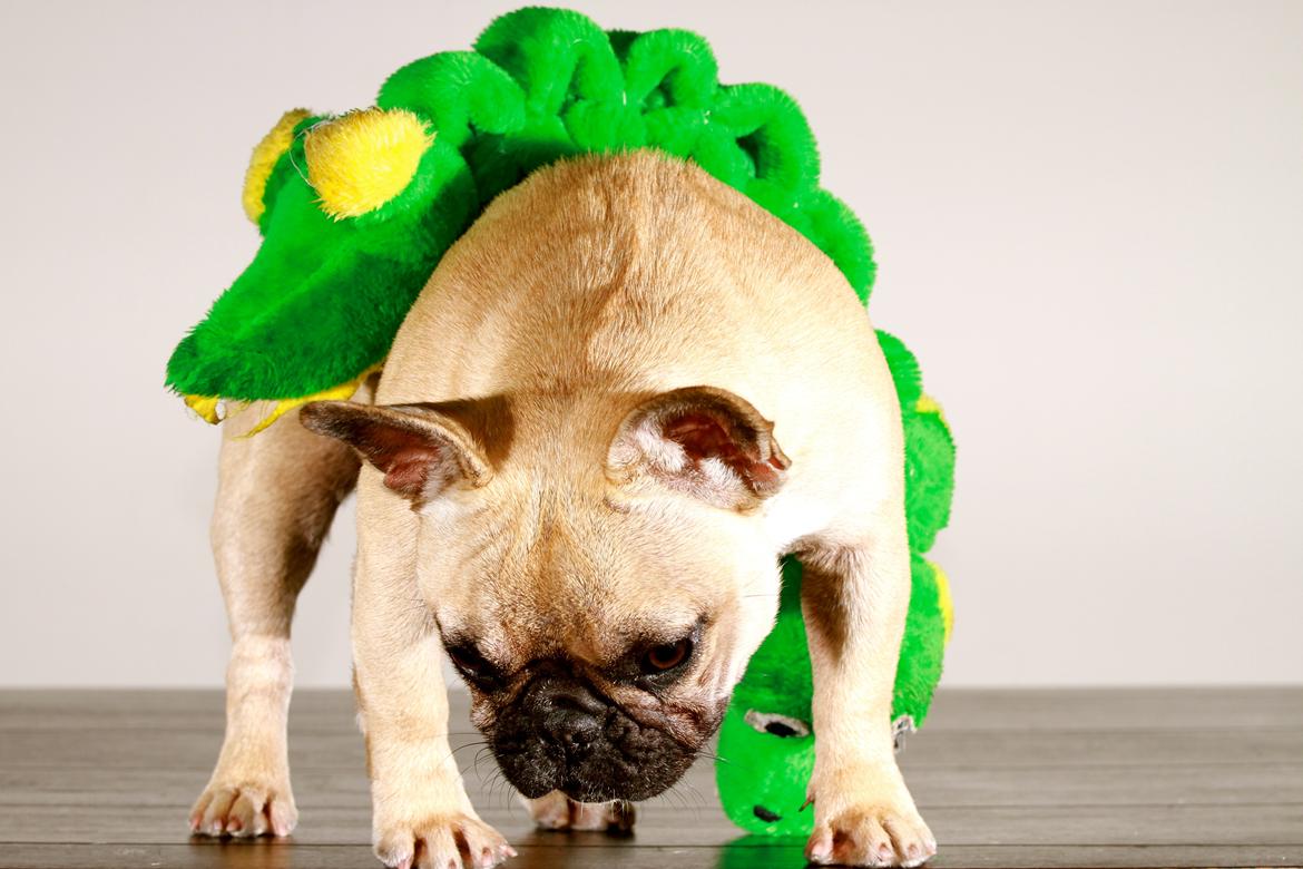 Fransk bulldog Siff - Nogen der har set min ynglings kroko?? billede 12