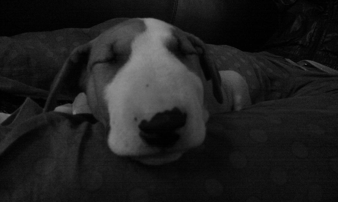 Bullterrier Carla billede 1