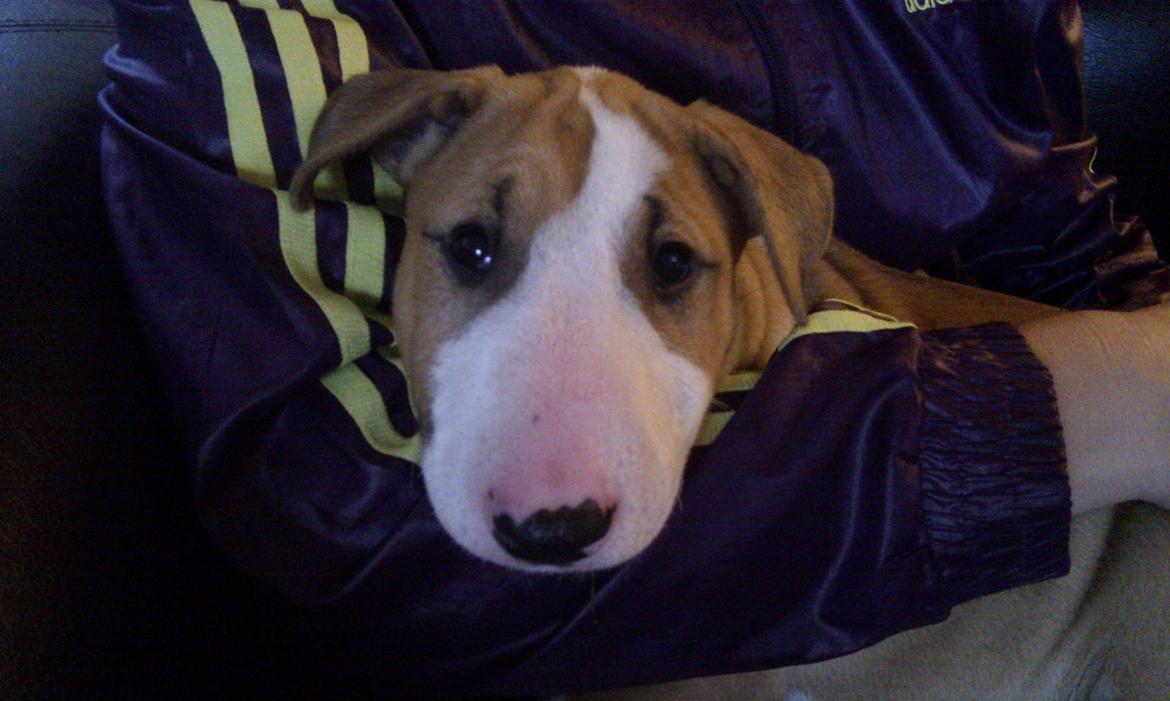 Bullterrier Carla billede 2