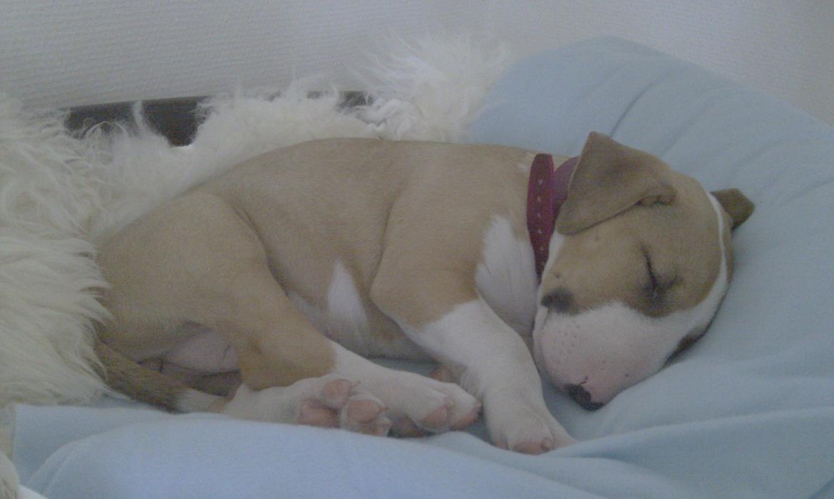 Bullterrier Carla billede 3