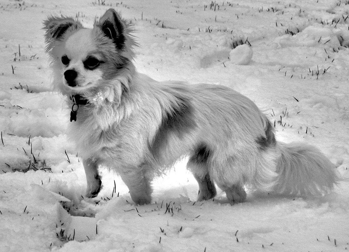 Chihuahua Luffe billede 2