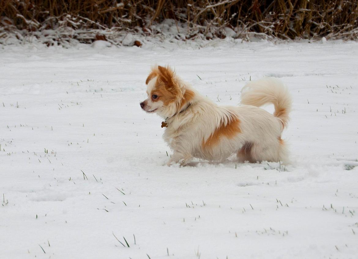 Chihuahua Luffe billede 8