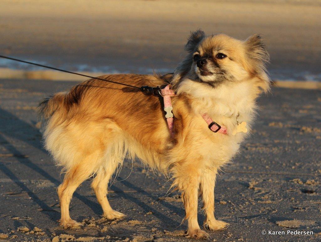 Blanding af racer Maika billede 3