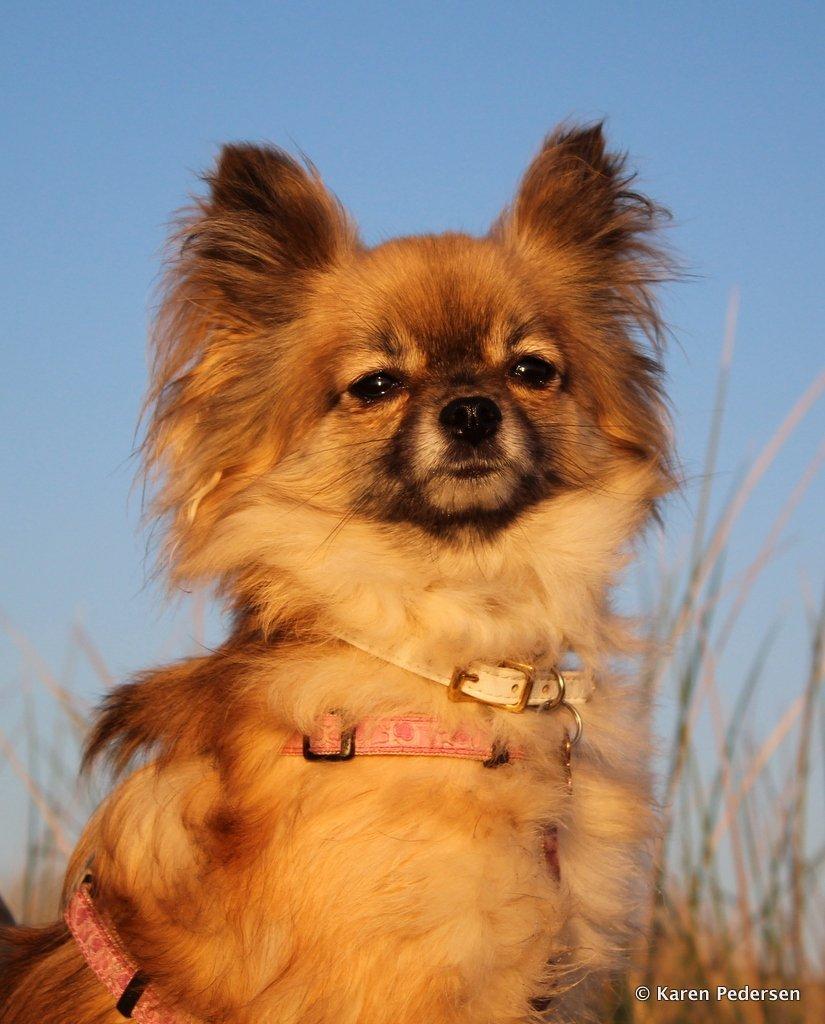 Blanding af racer Maika billede 5