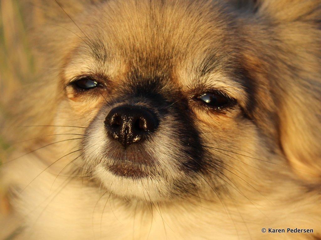 Blanding af racer Maika billede 2