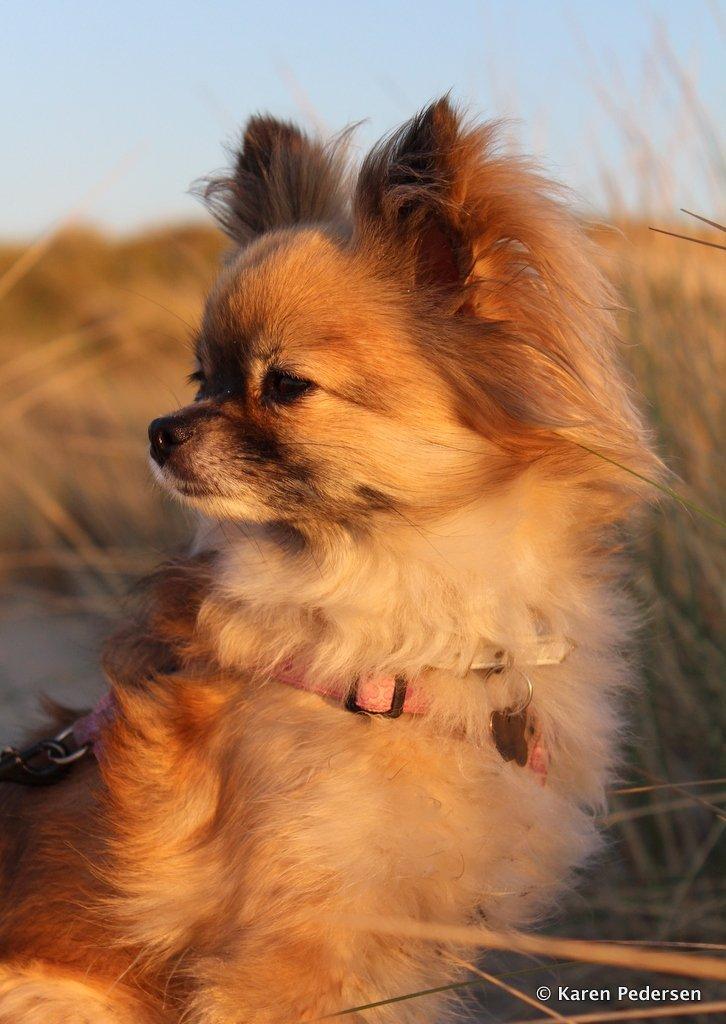 Blanding af racer Maika billede 1