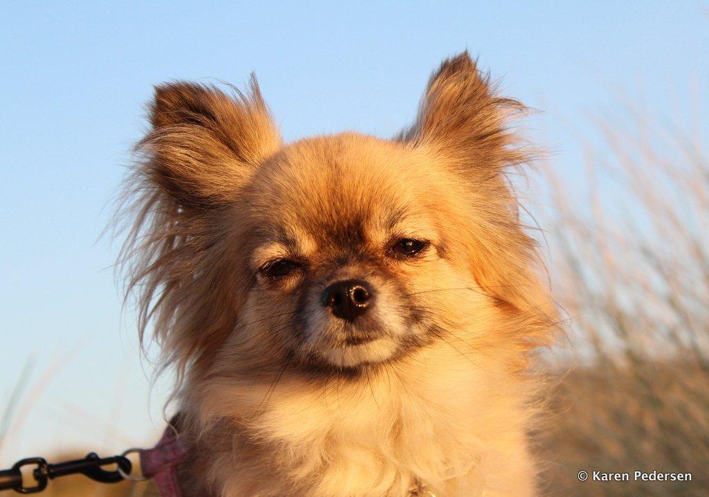 Blanding af racer Maika billede 6