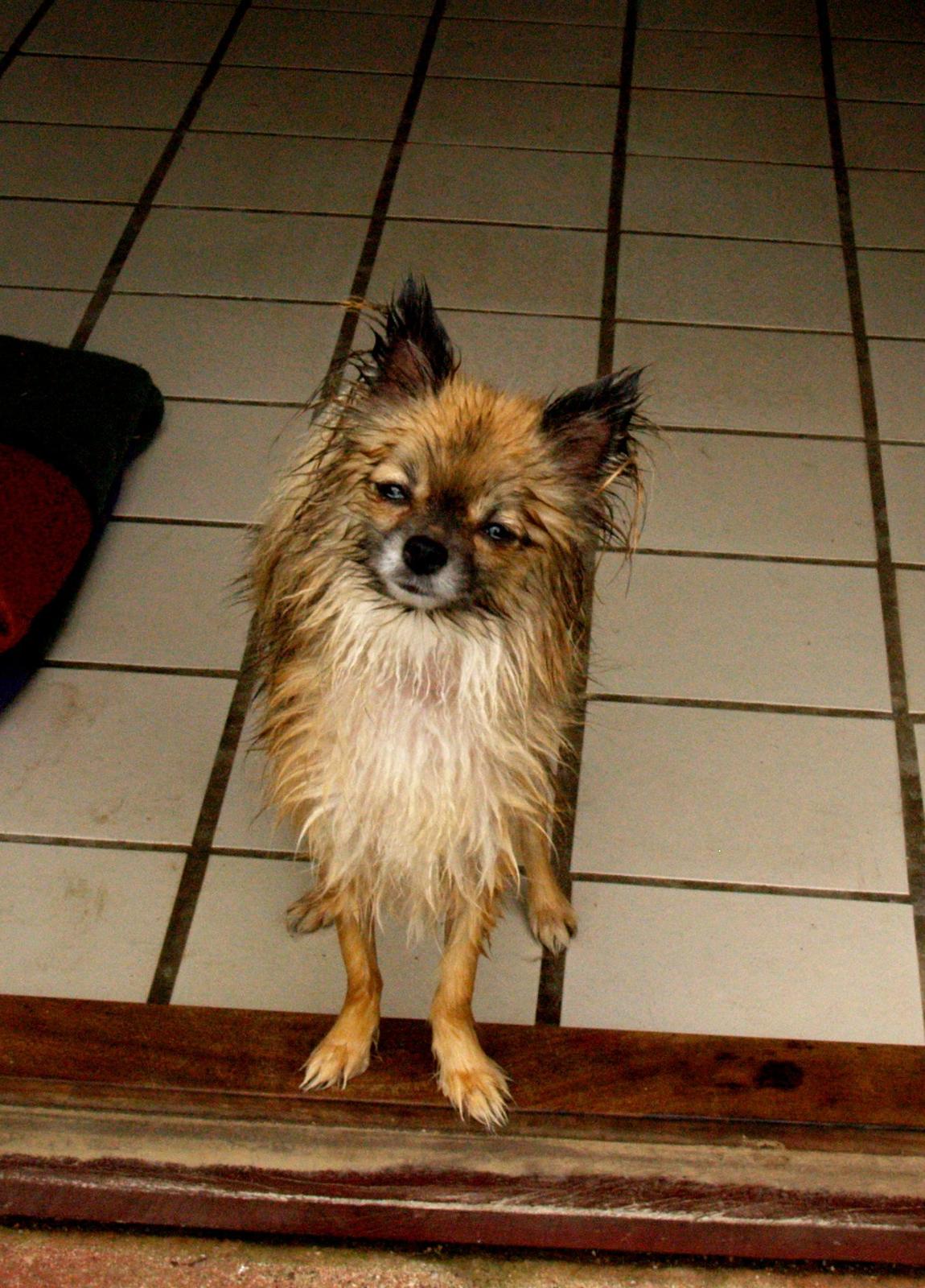 Blanding af racer Maika - Jeg har lige været i bad :) billede 7