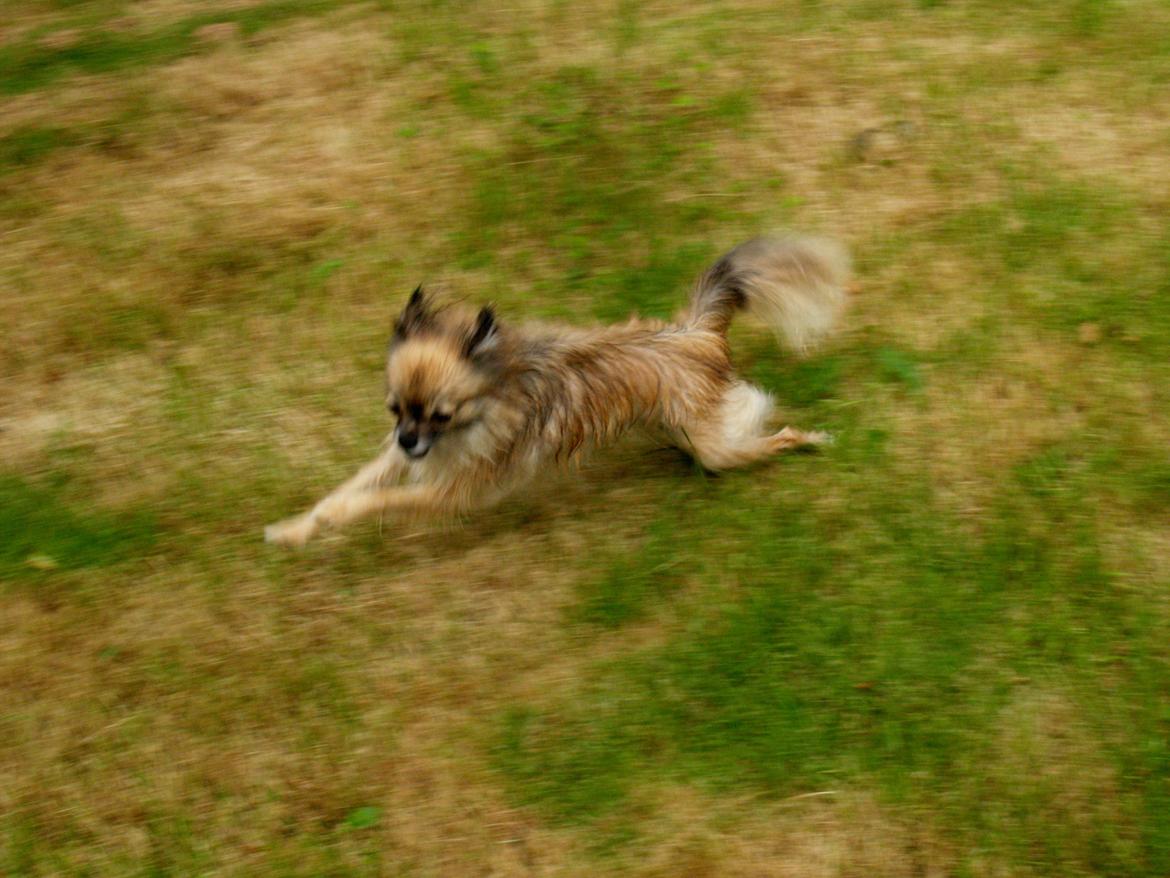 Blanding af racer Maika billede 8