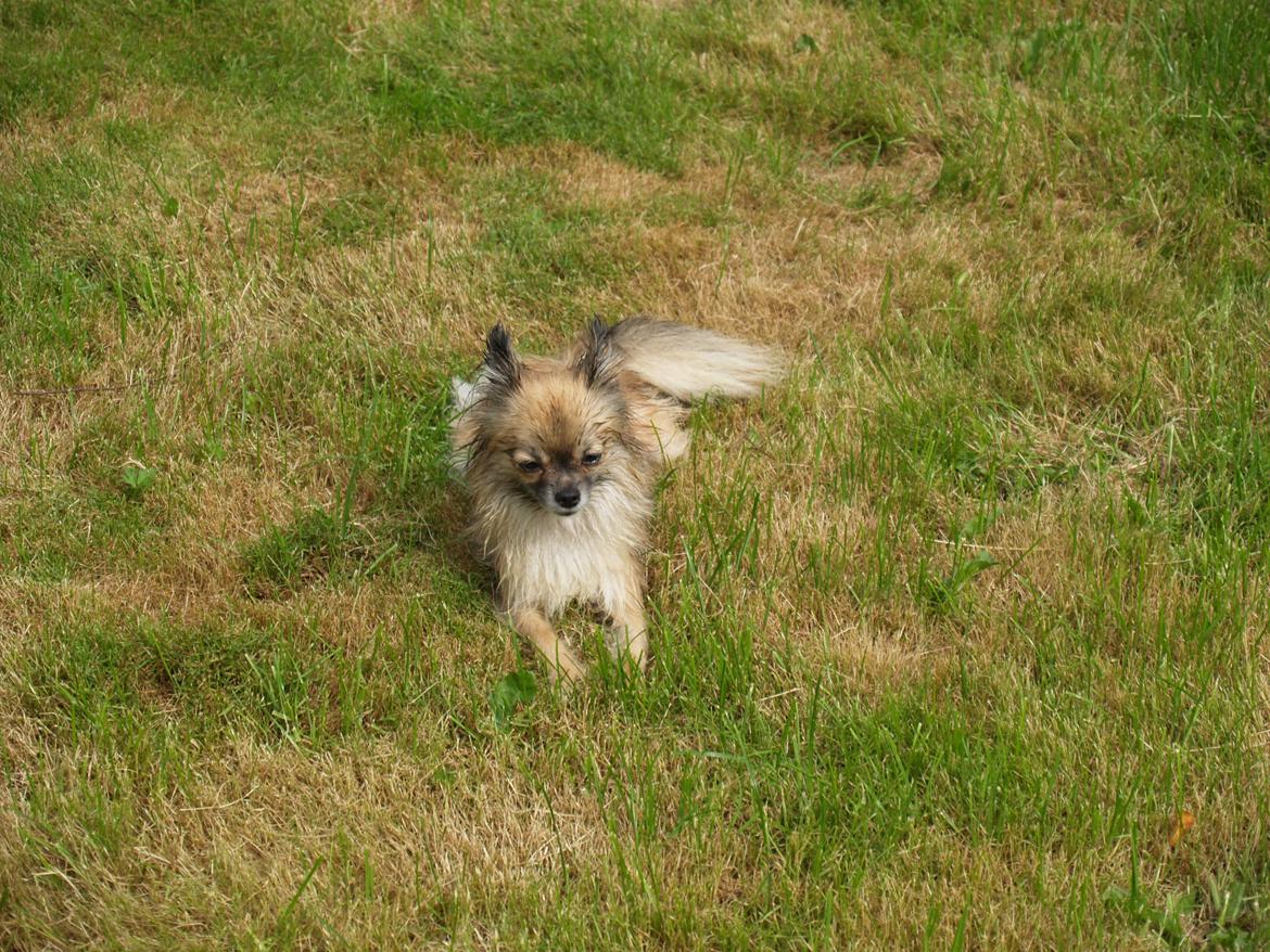 Blanding af racer Maika billede 9