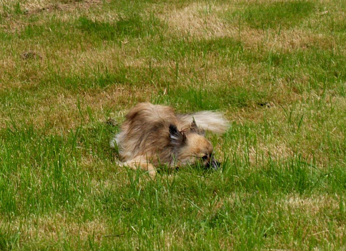 Blanding af racer Maika billede 10