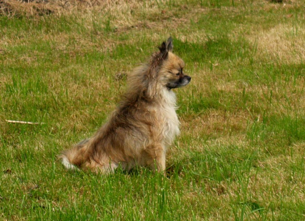 Blanding af racer Maika billede 11