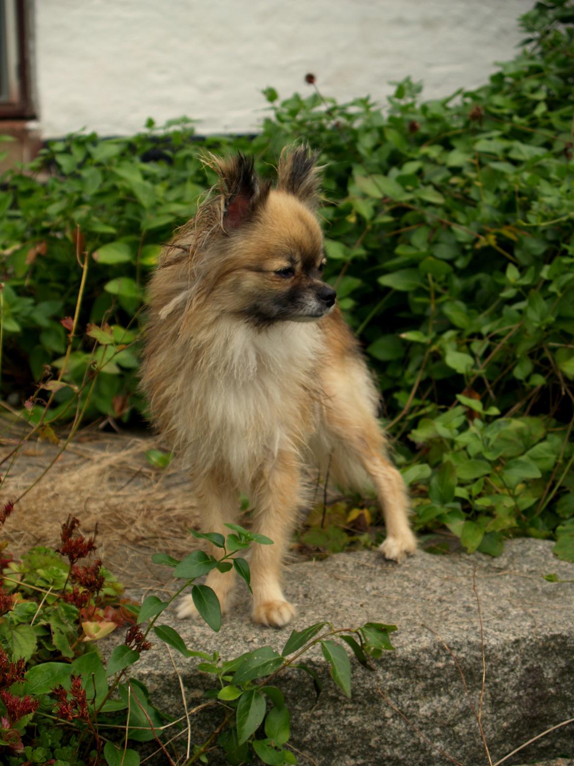 Blanding af racer Maika billede 12