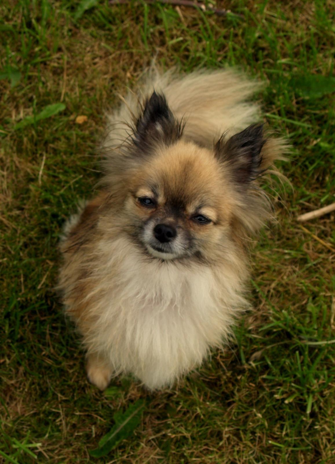 Blanding af racer Maika billede 13