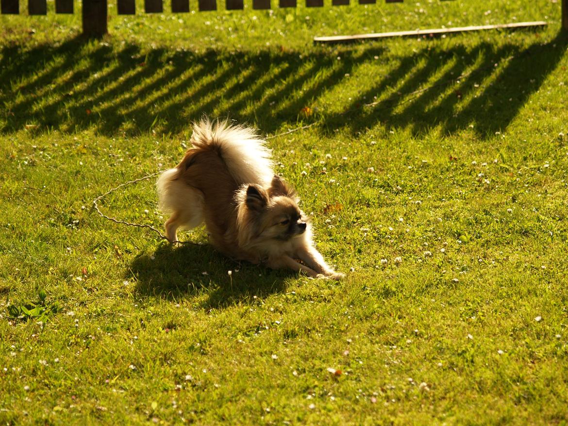 Blanding af racer Maika billede 14