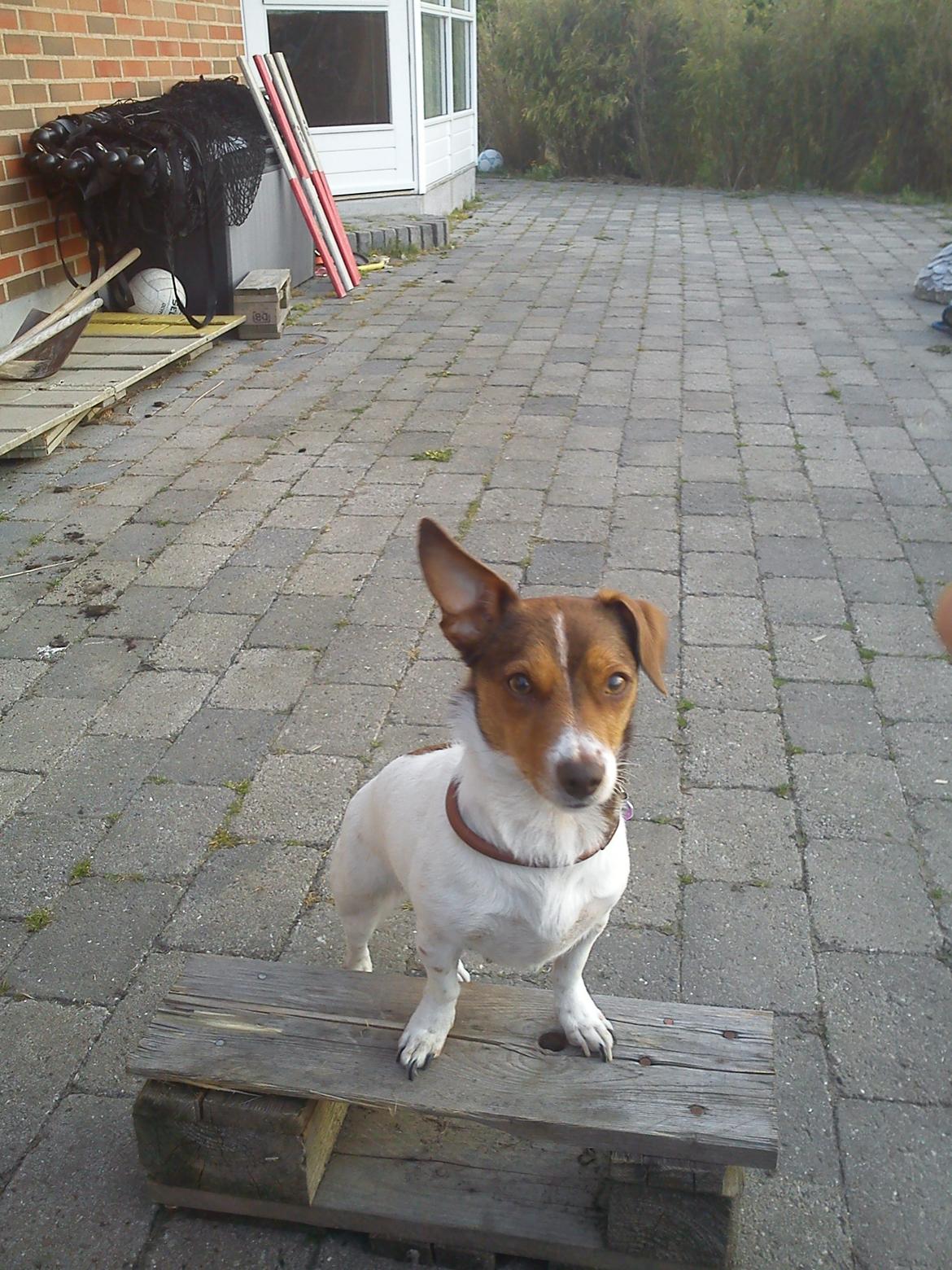 Blanding af racer signe<3 billede 2