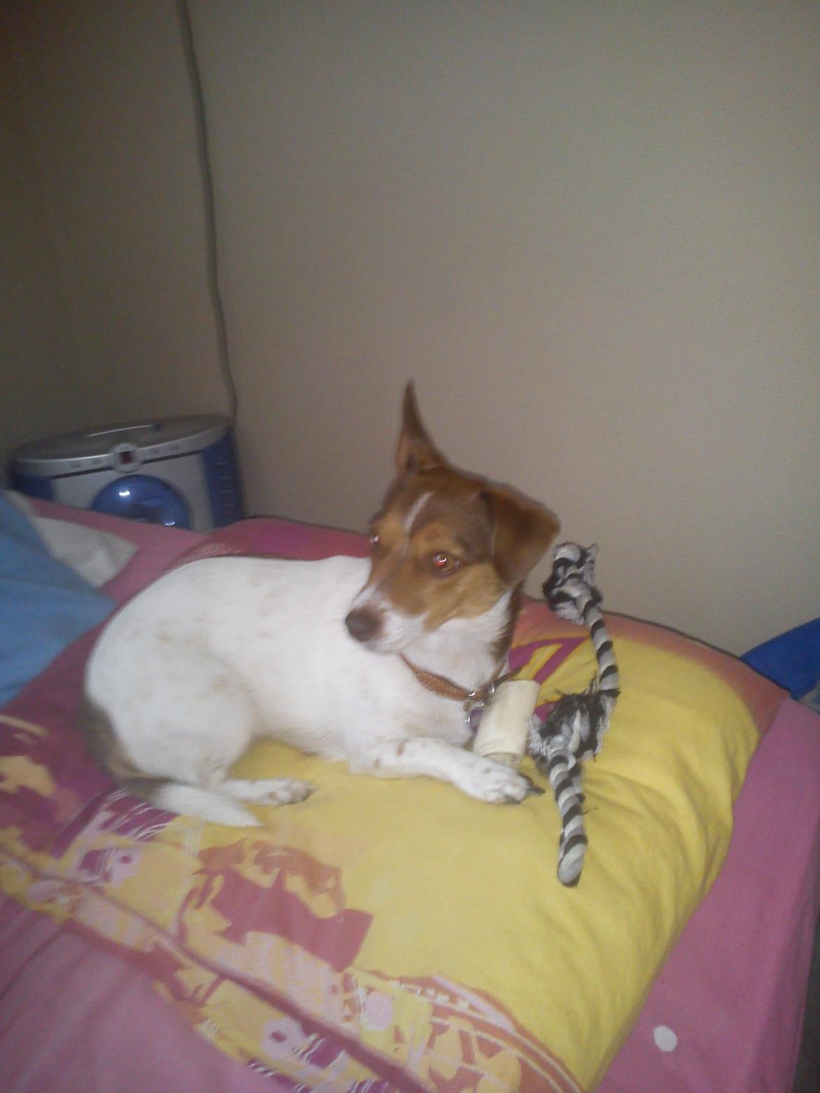 Blanding af racer signe<3 billede 3