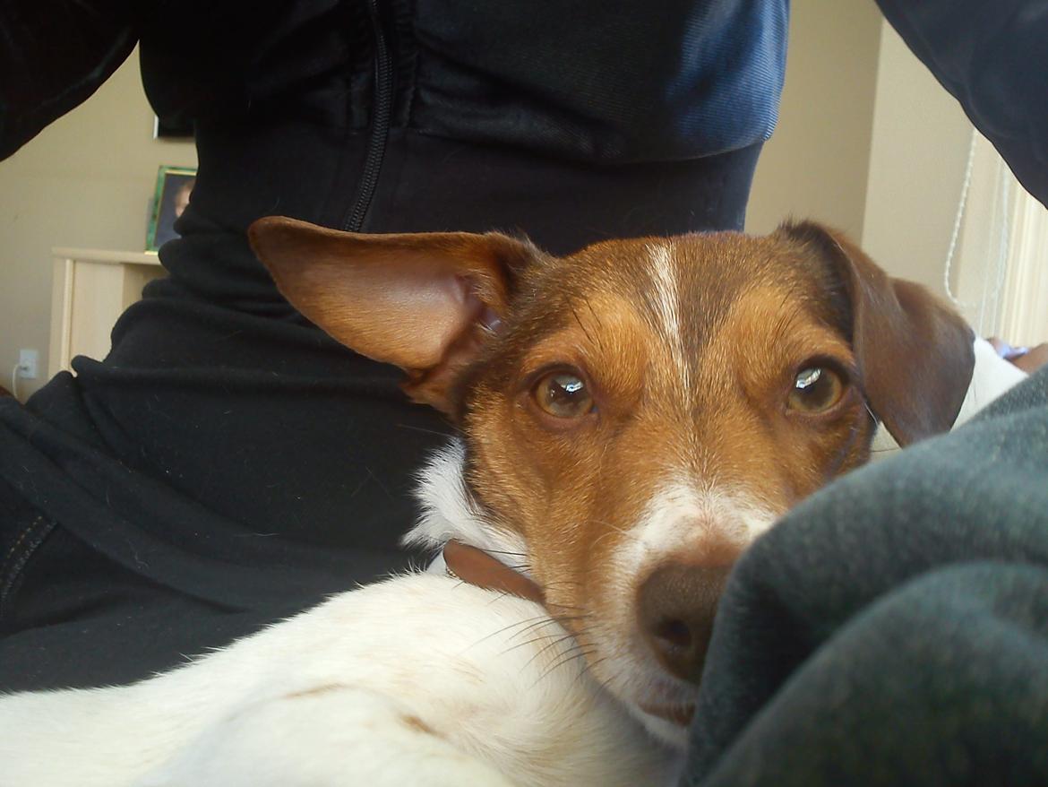 Blanding af racer signe<3 billede 4