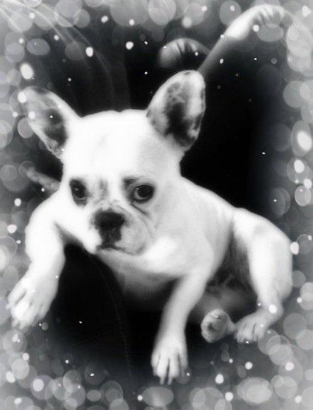 Fransk bulldog Dina billede 2