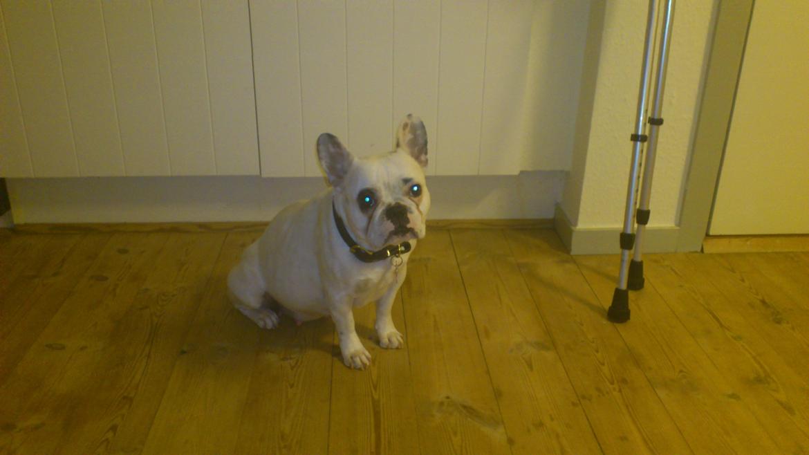 Fransk bulldog Dina billede 3