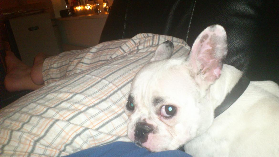 Fransk bulldog Dina billede 4