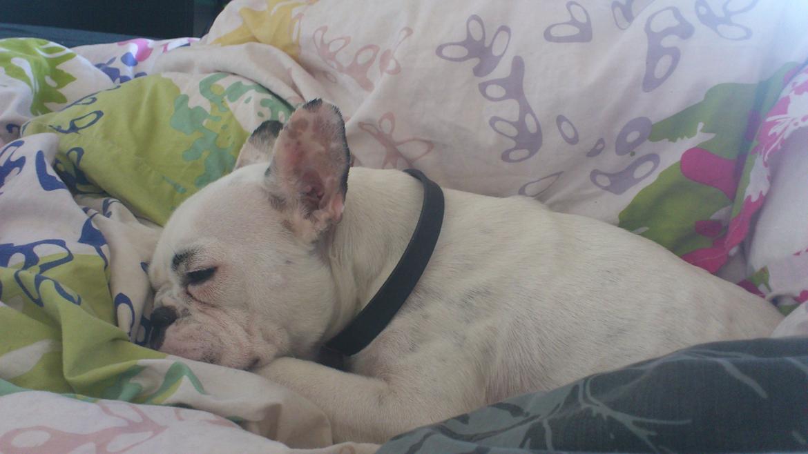 Fransk bulldog Dina billede 5