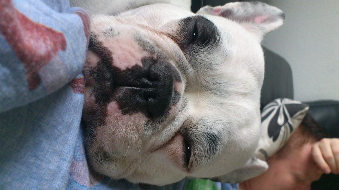 Fransk bulldog Dina billede 6