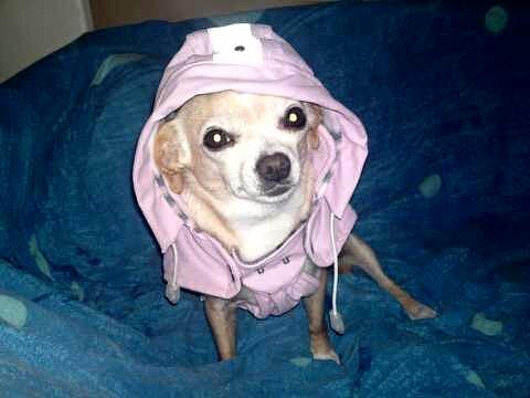 Chihuahua Jorjetta Romerio - Så fik vi købt jakke til hende. Hun fryser nemt <3 billede 1