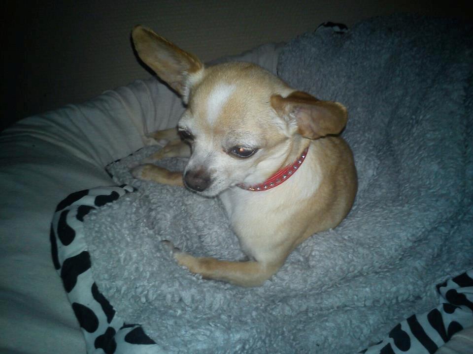 Chihuahua Jorjetta Romerio billede 12