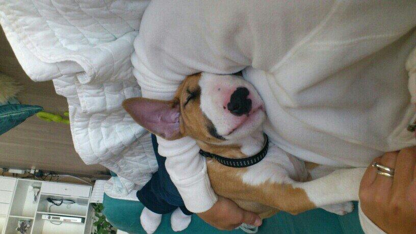 Bullterrier Carla billede 4