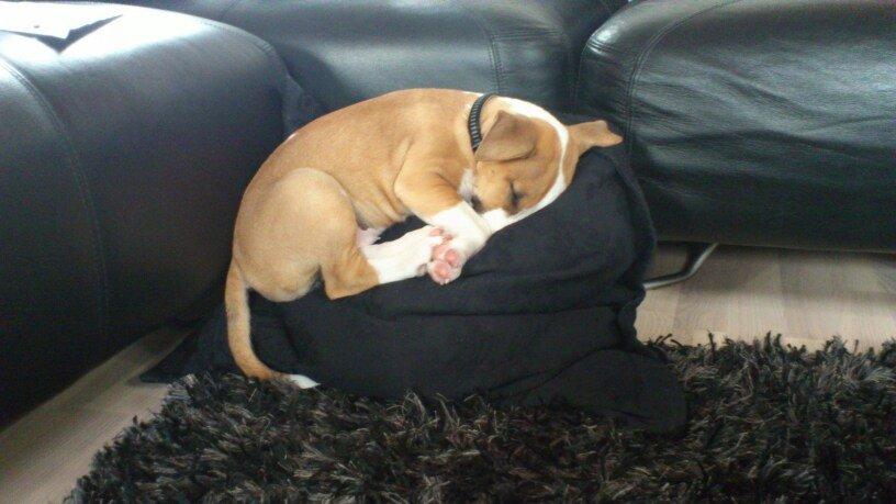 Bullterrier Carla billede 5