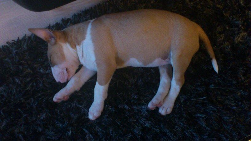 Bullterrier Carla billede 6
