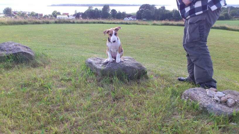 Bullterrier Carla billede 7