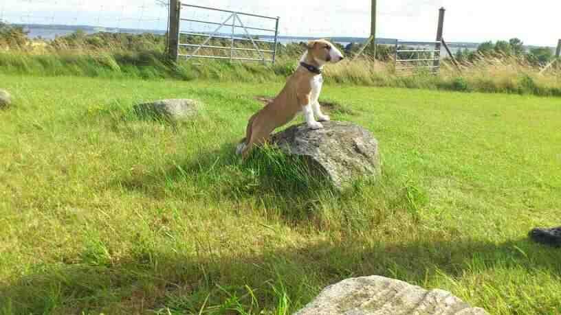 Bullterrier Carla billede 8