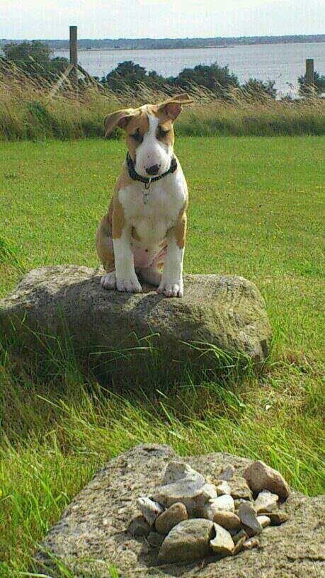 Bullterrier Carla billede 9