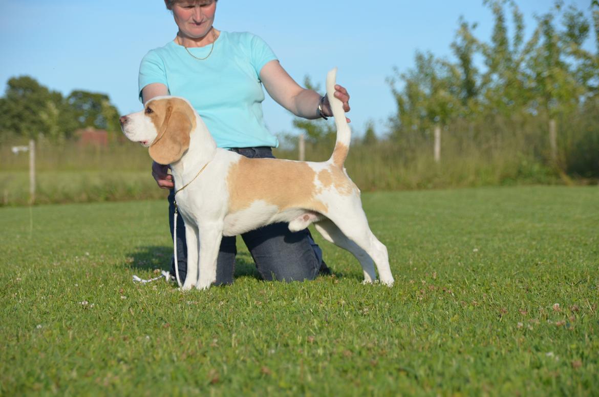 Beagle DKCH KLBJCH Free Stride's Busy Appointment - Henry juni 2012 billede 1